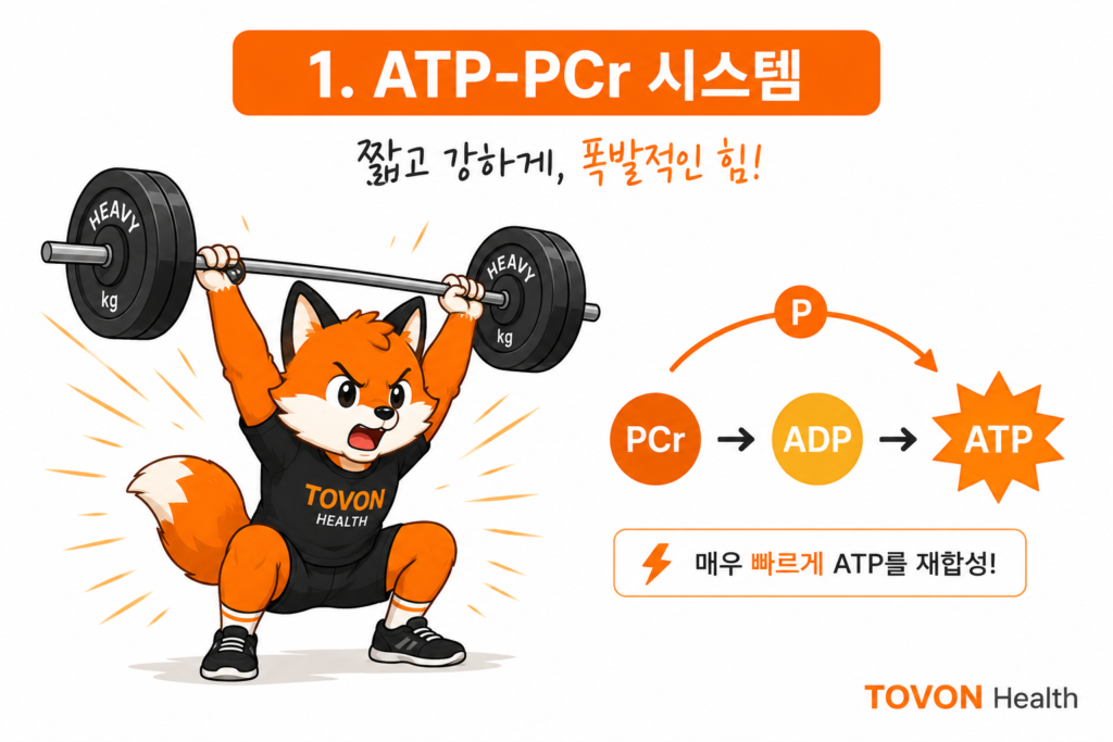 ATP-PCr 시스템에서 크레아틴인산을 이용해 ATP를 빠르게 재합성하는 과정