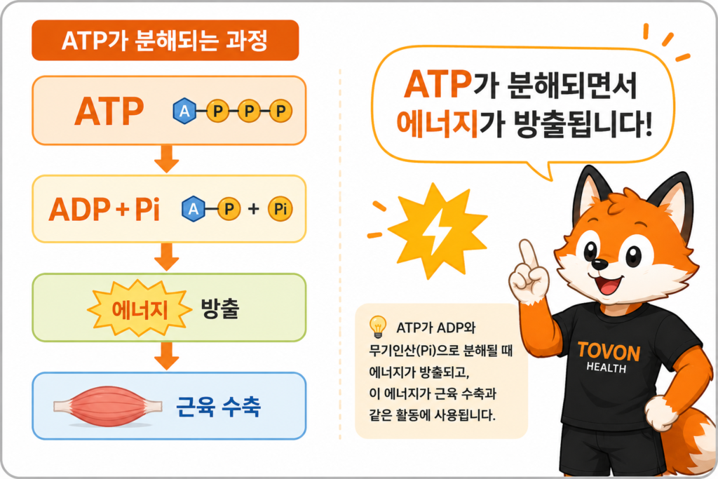 ATP가 ADP와 무기인산으로 분해되며 에너지를 방출하는 과정