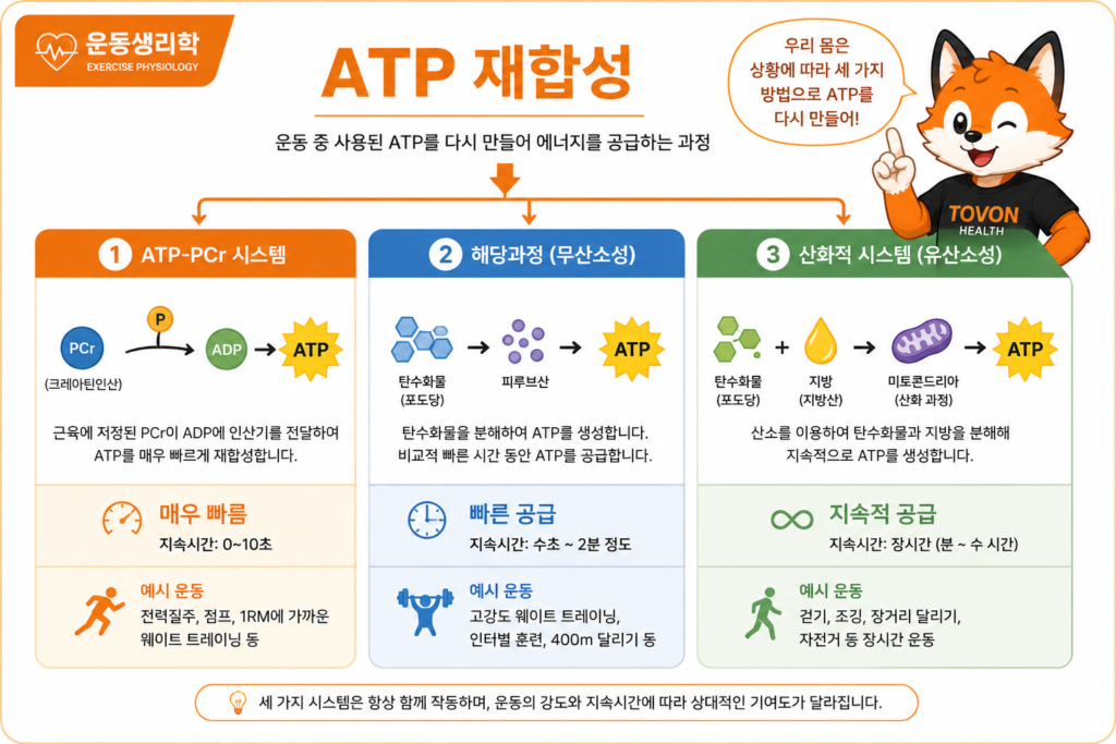 ATP가 사용된 후 세 가지 에너지 시스템을 통해 다시 재합성되는 과정