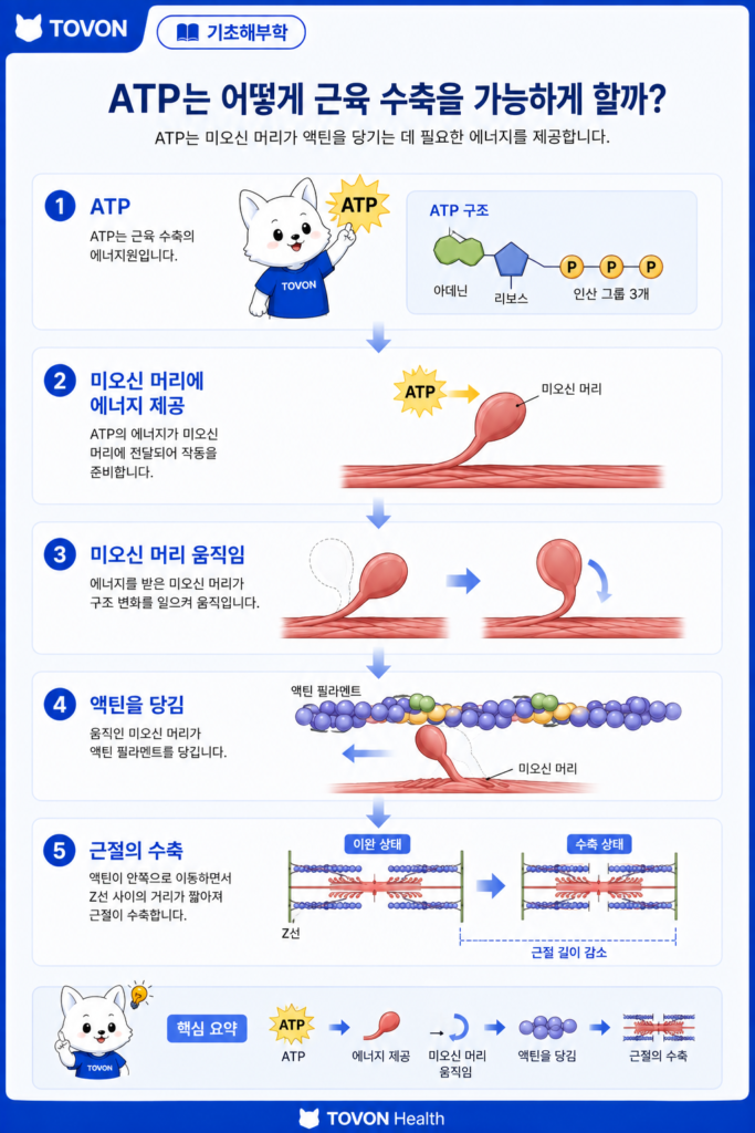 ATP가 미오신의 움직임에 필요한 에너지를 제공하는 과정