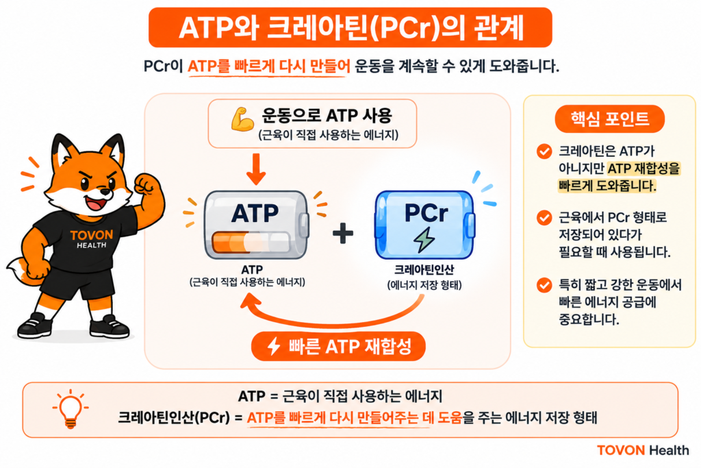 크레아틴인산이 ADP에 인산기를 전달해 ATP를 빠르게 재합성하는 과정