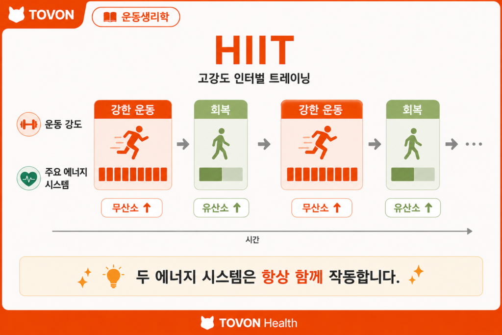HIIT의 강한 운동 구간과 회복 구간에서 에너지 대사 비중이 달라지는 과정
