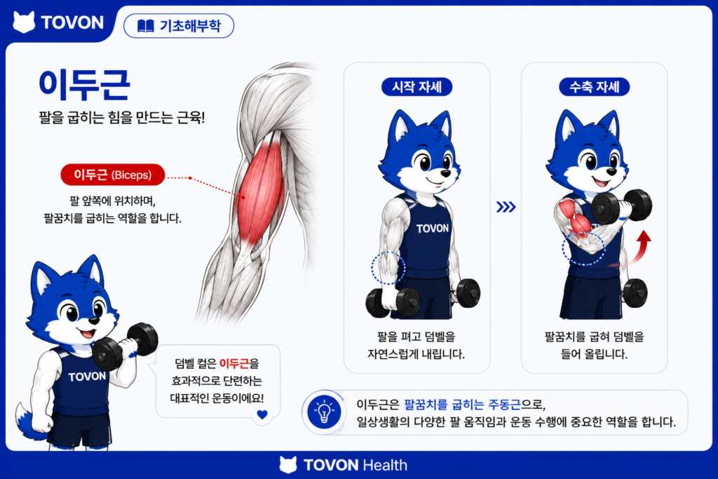 이두근의 위치와 팔꿈치 굽힘 동작