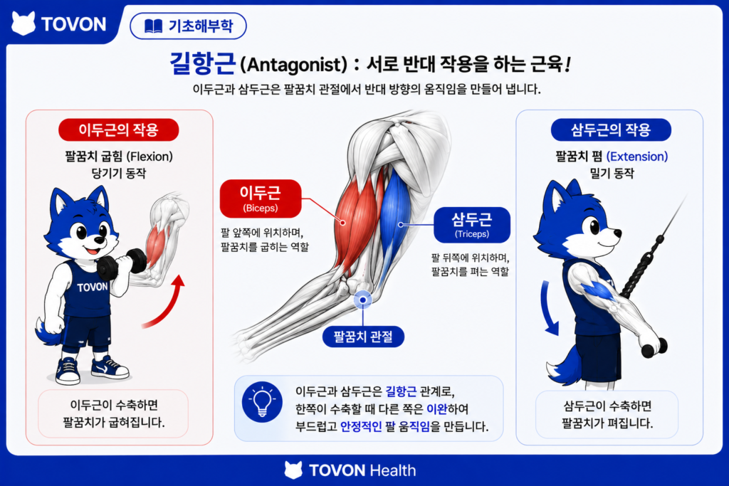 이두근과 삼두근의 길항근 작용과 팔꿈치 굽힘 및 폄