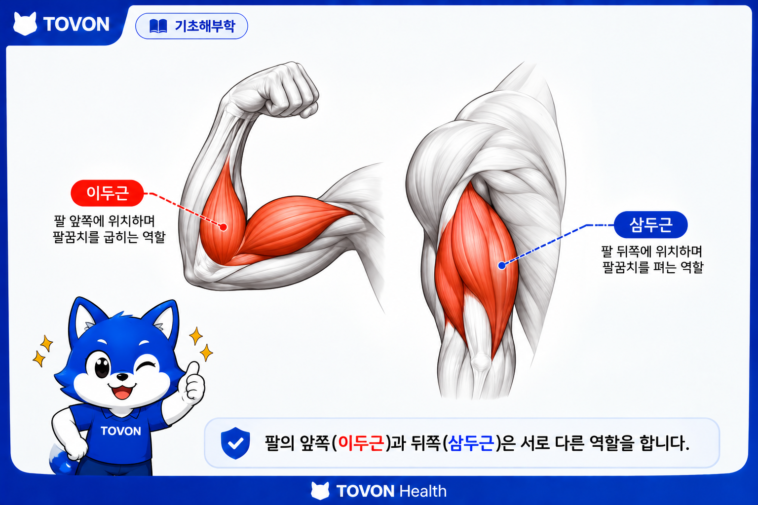 이두근과 삼두근의 위치와 구조