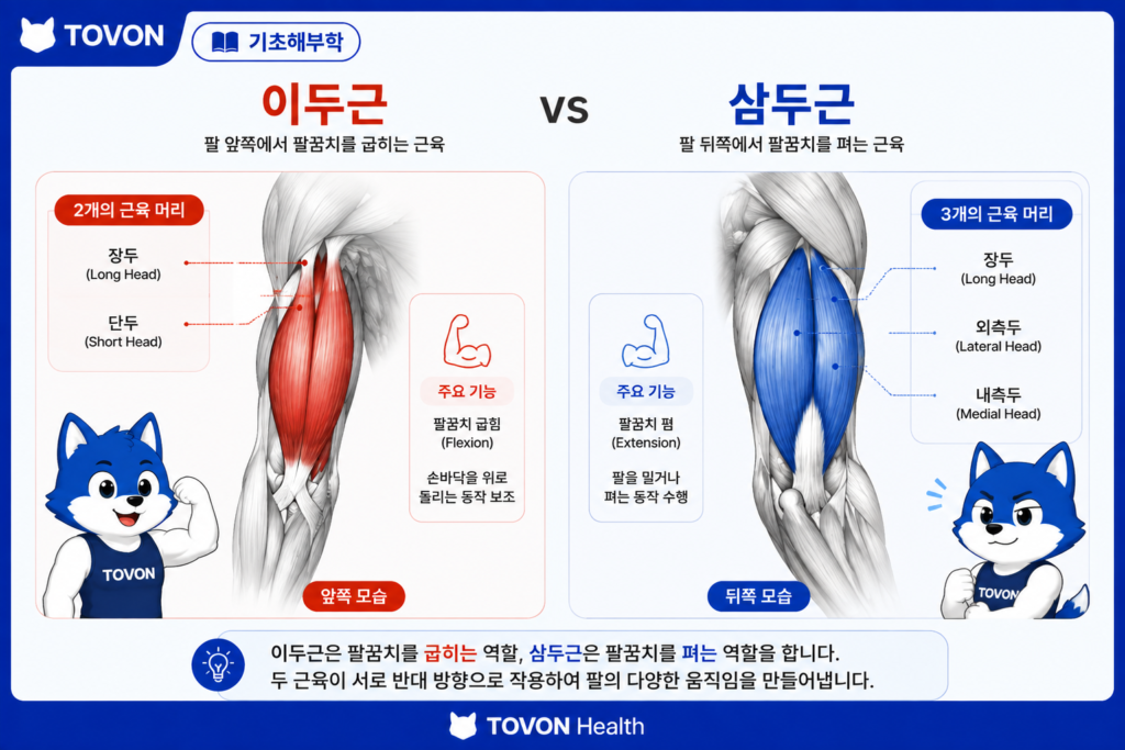 이두근과 삼두근의 근육 머리와 부피 비교
