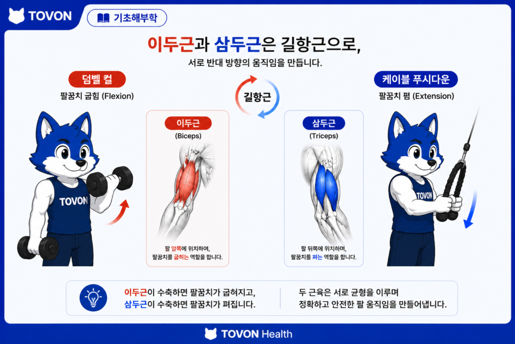 이두근과 삼두근을 함께 운동하는 모습