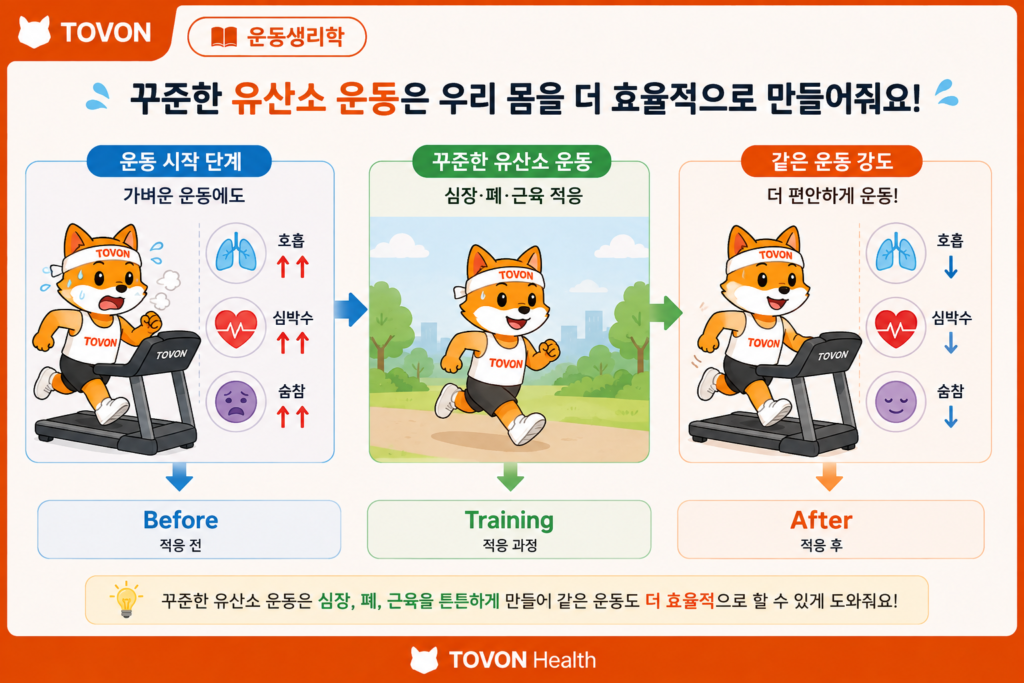 꾸준한 유산소 운동으로 심폐지구력이 향상되는 과정