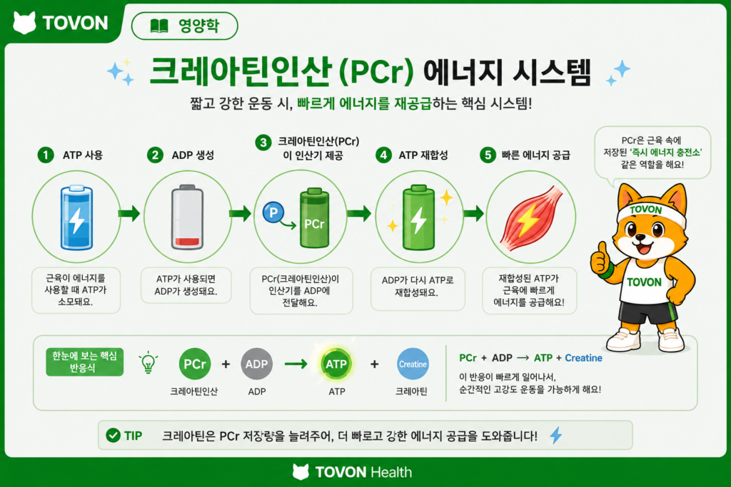 크레아틴인산이 ATP를 빠르게 재합성하는 과정을 보여주는 에너지 시스템 인포그래픽