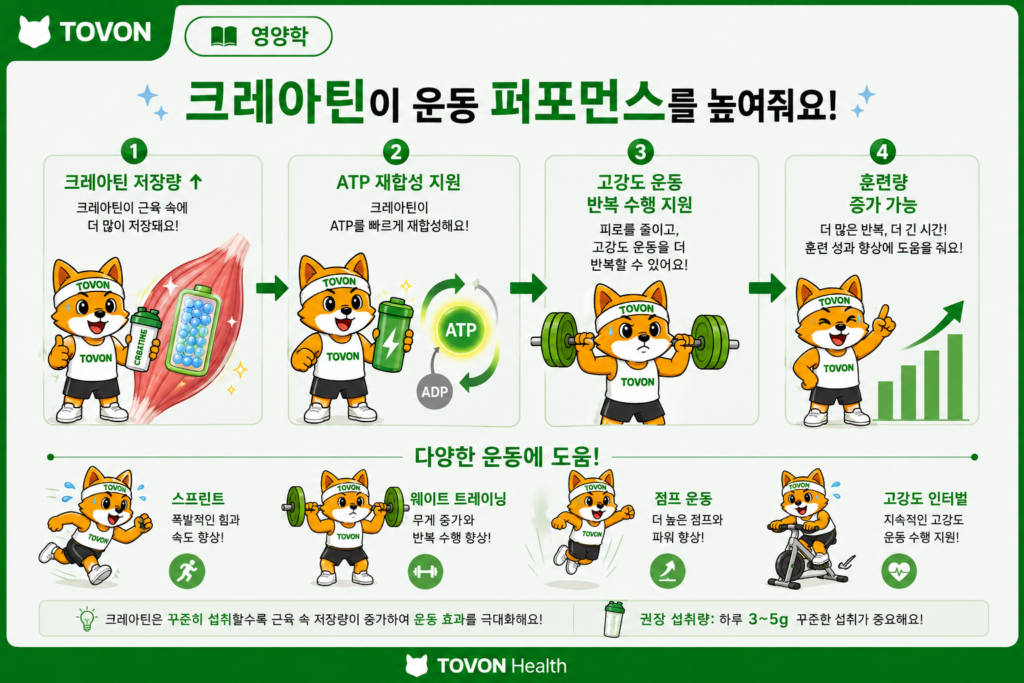 크레아틴이 웨이트 트레이닝과 전력 질주 같은 고강도 운동 수행을 돕는 과정을 보여주는 인포그래픽