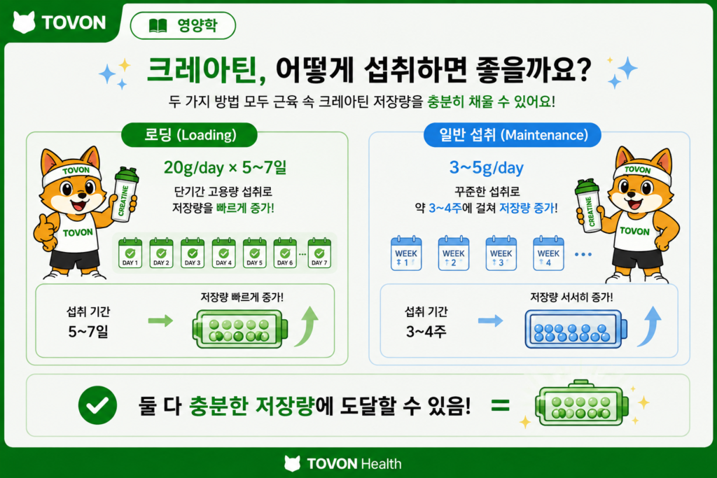 크레아틴 로딩과 하루 3~5g 일반 섭취 방법의 차이를 비교한 인포그래픽