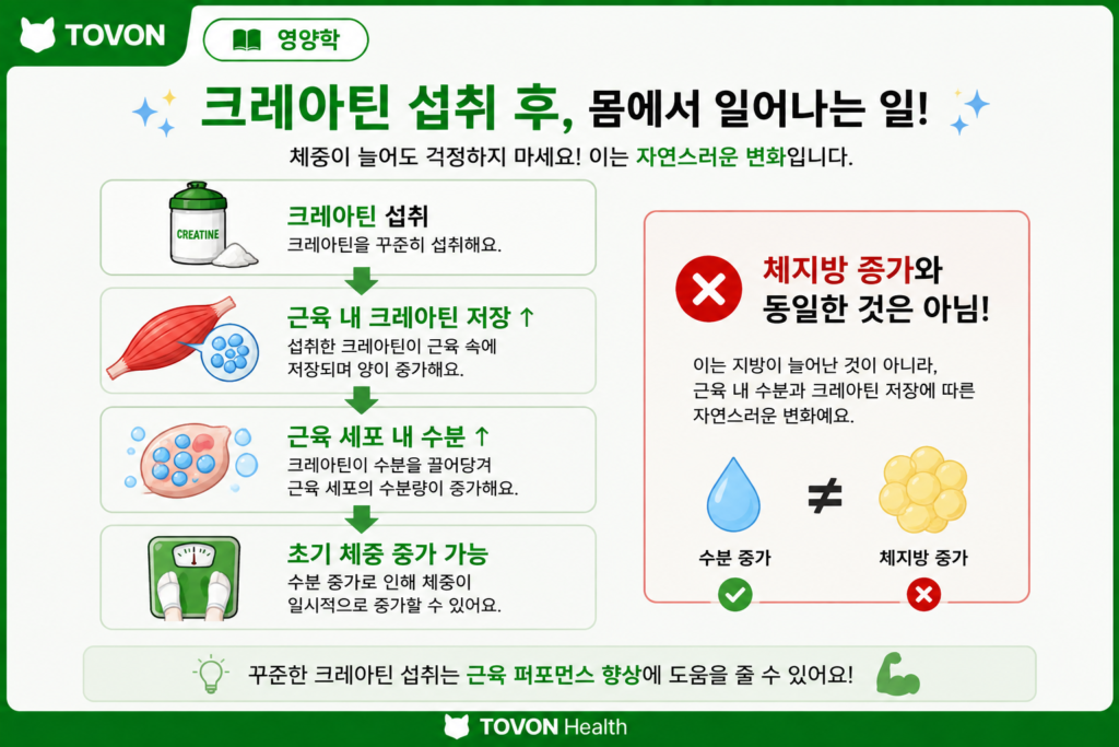 크레아틴 섭취 후 나타날 수 있는 근육 내 수분 증가와 체중 변화를 설명하는 인포그래픽