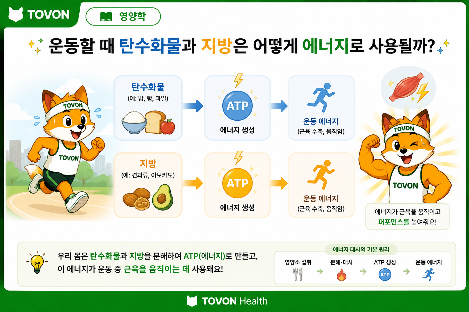 운동 중 탄수화물과 지방이 에너지원으로 사용되는 과정을 보여주는 이미지