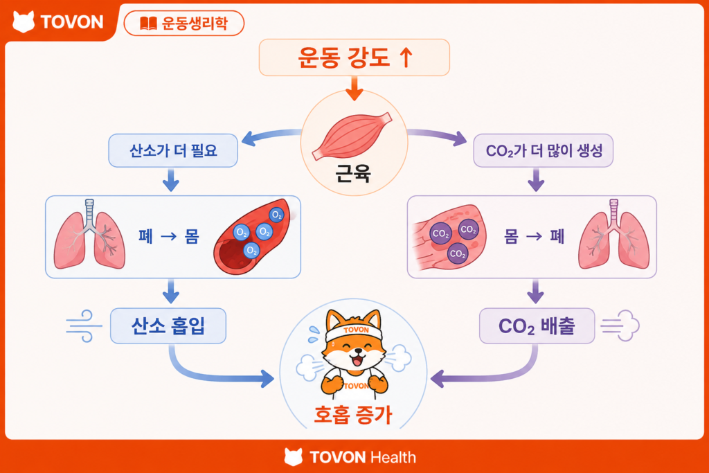 운동 중 산소 공급과 이산화탄소 배출이 증가하는 과정