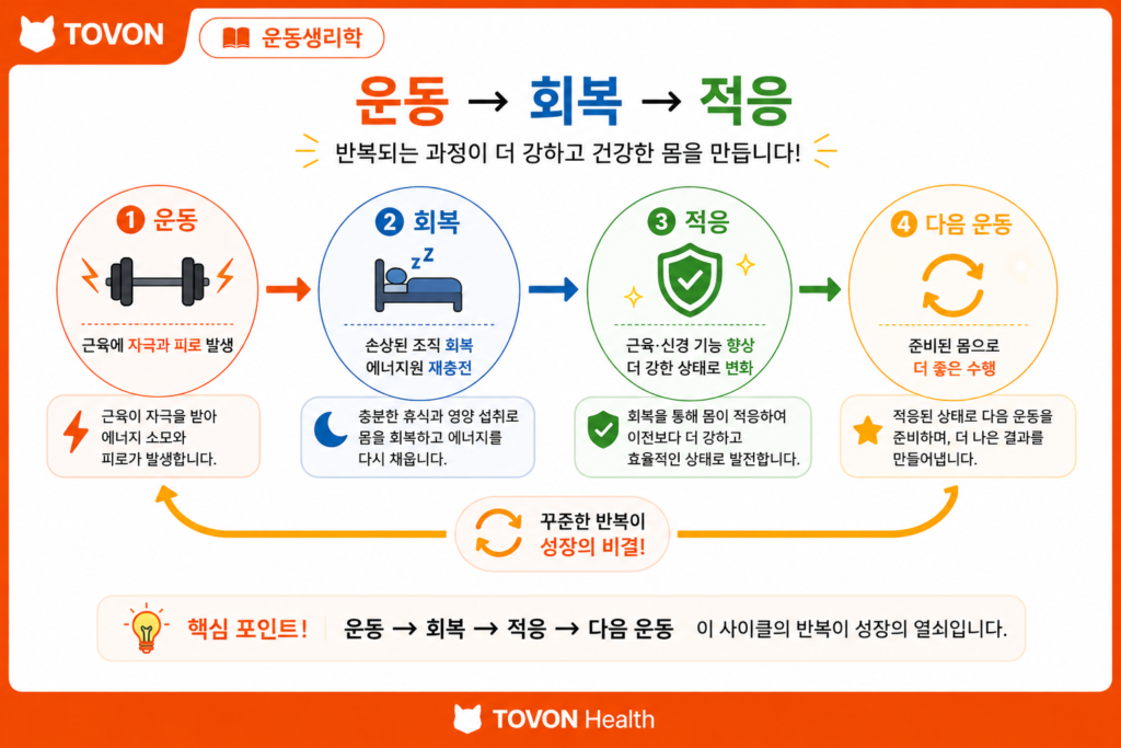 운동 자극과 회복 및 신체 적응의 순환 과정을 보여주는 이미지