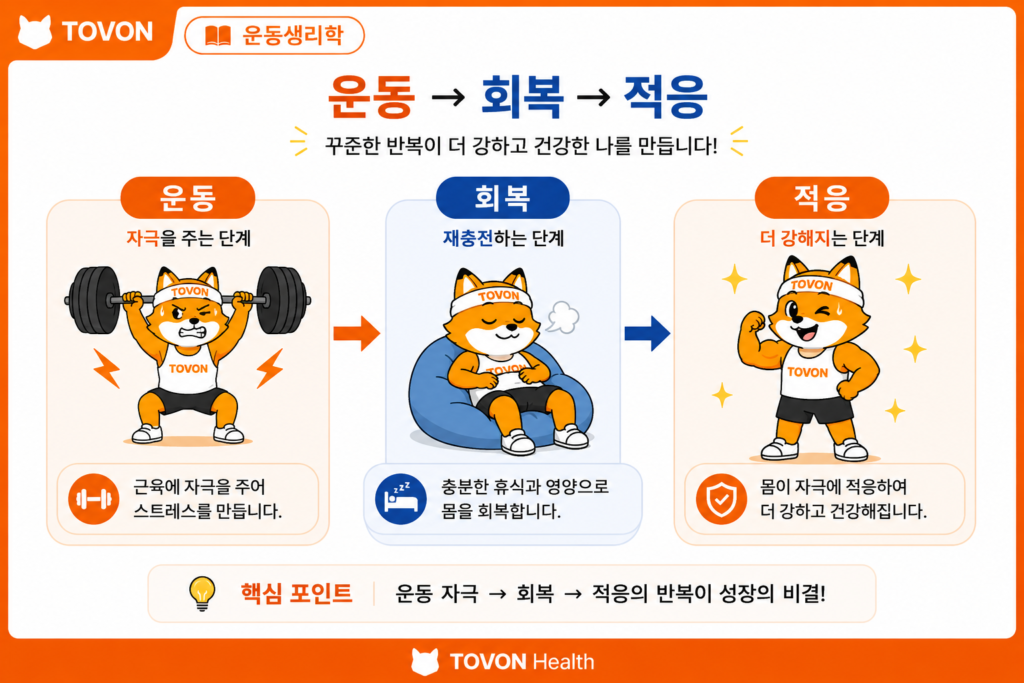 운동 후 회복과 적응 과정을 보여주는 TOVON Health 운동생리학 이미지