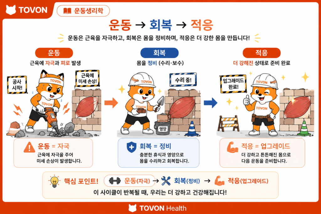운동 자극 후 회복과 적응이 이루어지는 과정을 보여주는 이미지