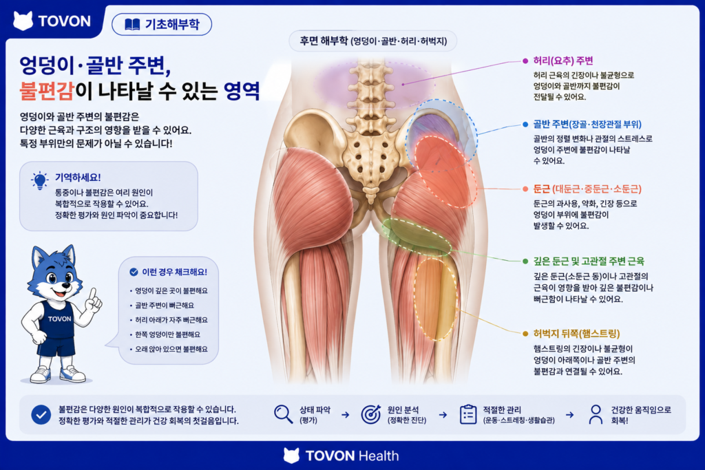둔근이란? 엉덩이 근육 3가지와 역할 둔근과 골반 주변 구조의 위치를 보여주는 해부학 이미지