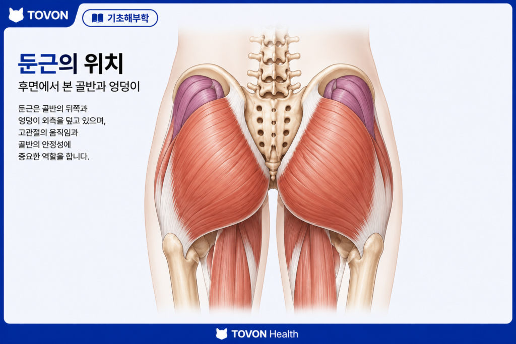 둔근이란? 엉덩이 근육 3가지와 역할 골반 뒤쪽과 엉덩이 부위에 위치한 둔근의 해부학적 위치