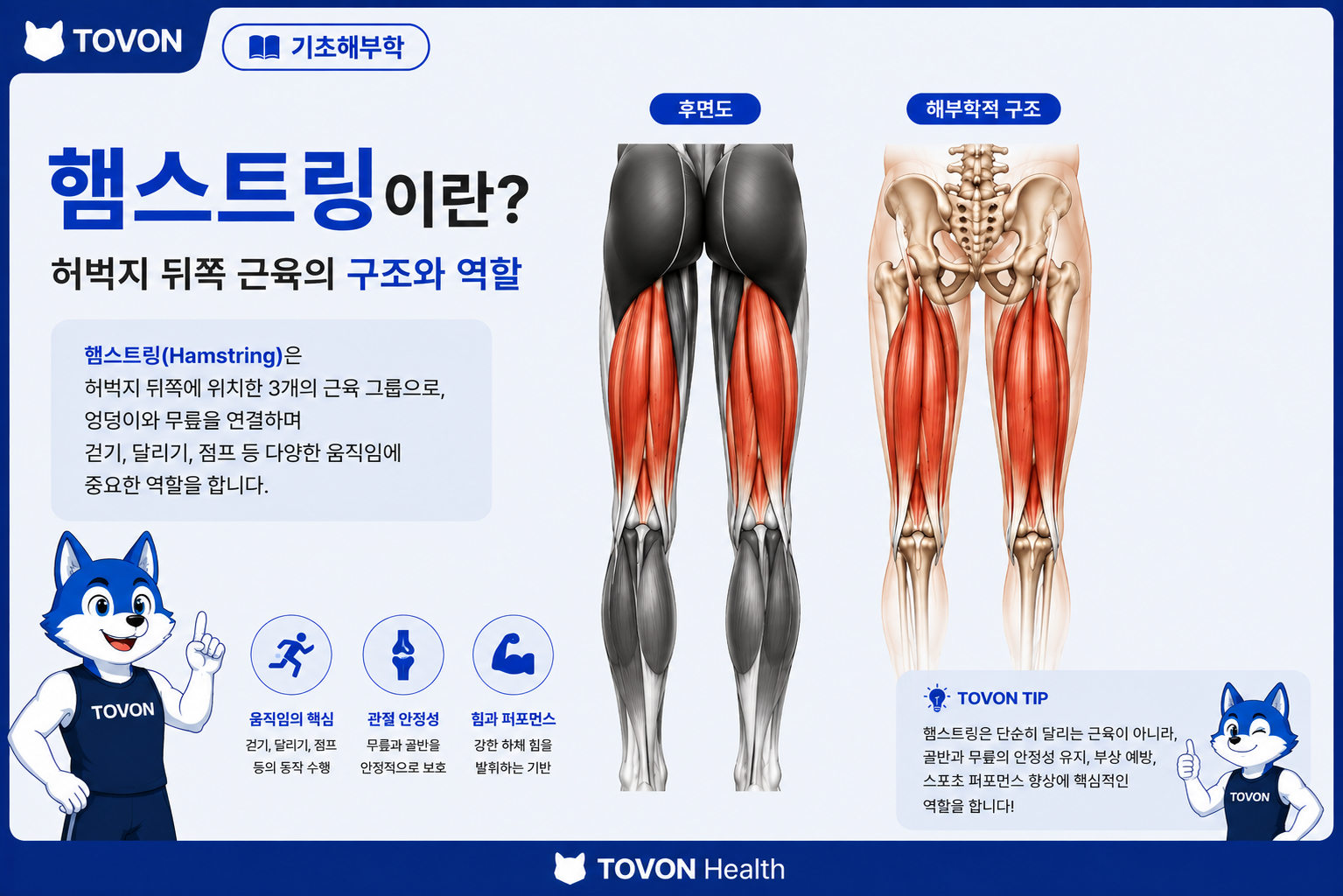 햄스트링의 위치와 역할을 보여주는 TOVON Health 표지 이미지