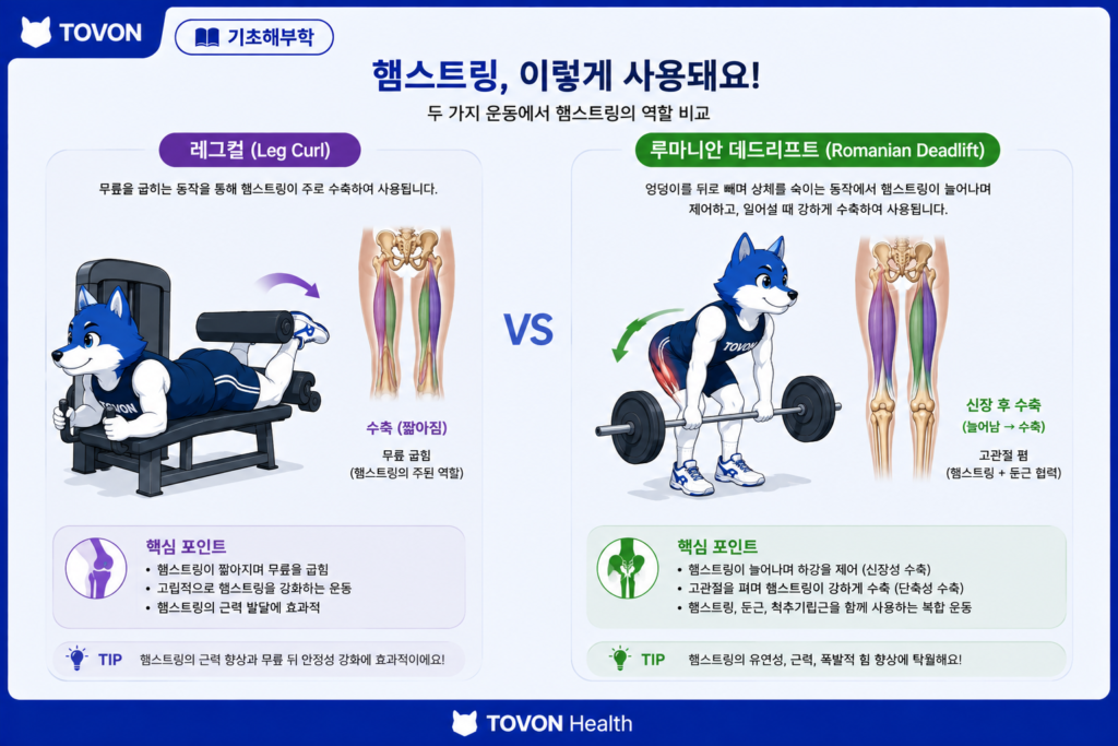 레그컬과 루마니안 데드리프트로 햄스트링을 훈련하는 모습을 보여주는 이미지