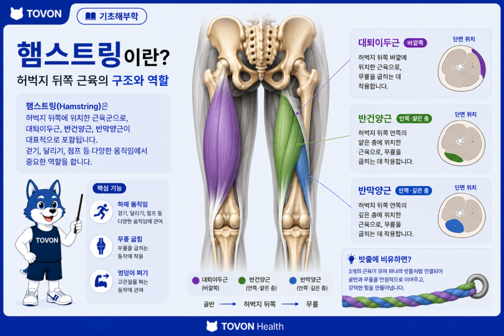 대퇴이두근, 반건양근, 반막양근으로 이루어진 햄스트링의 구조