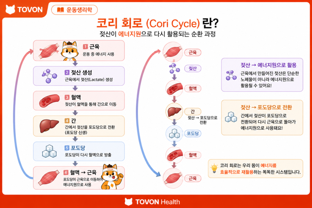 근육에서 생성된 젖산이 혈액을 통해 간으로 이동하고 포도당으로 전환되는 코리 회로