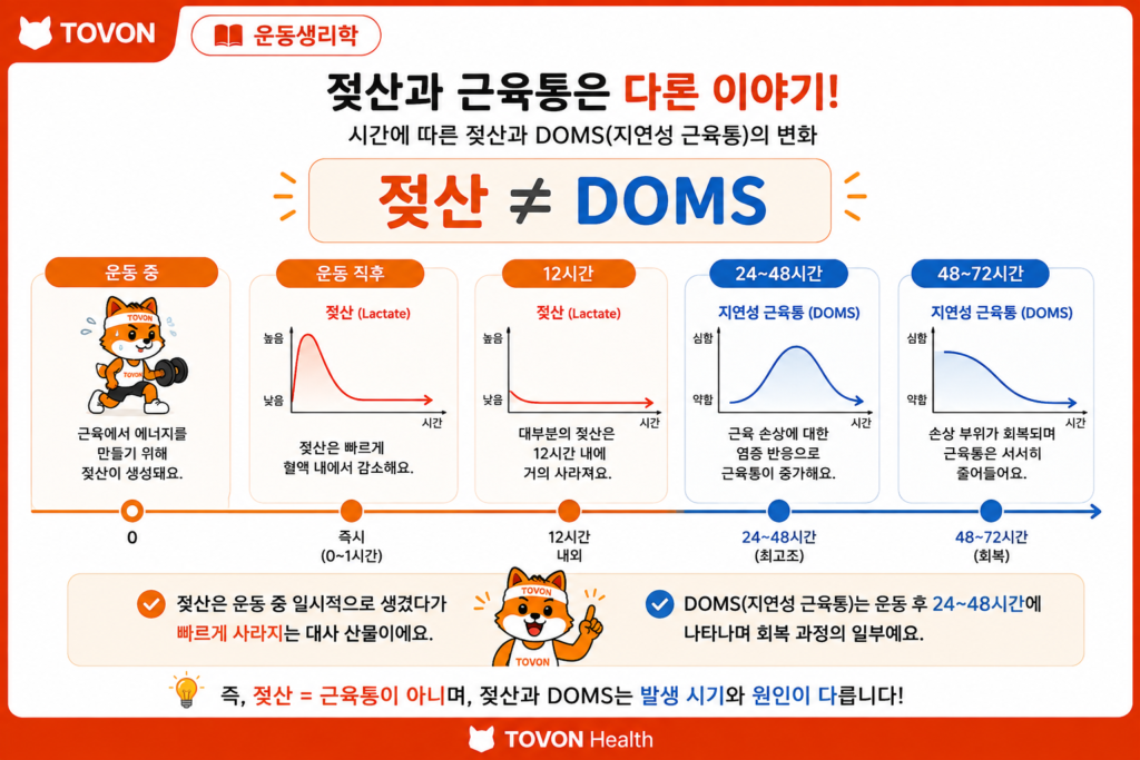 운동 후 젖산은 빠르게 감소하고 24시간에서 48시간 이후 지연성 근육통이 나타나는 과정을 보여주는 타임라인