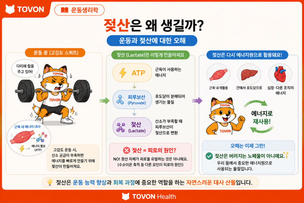 운동 중 젖산이 생성되고 다시 에너지원으로 활용되는 과정을 보여주는 일러스트