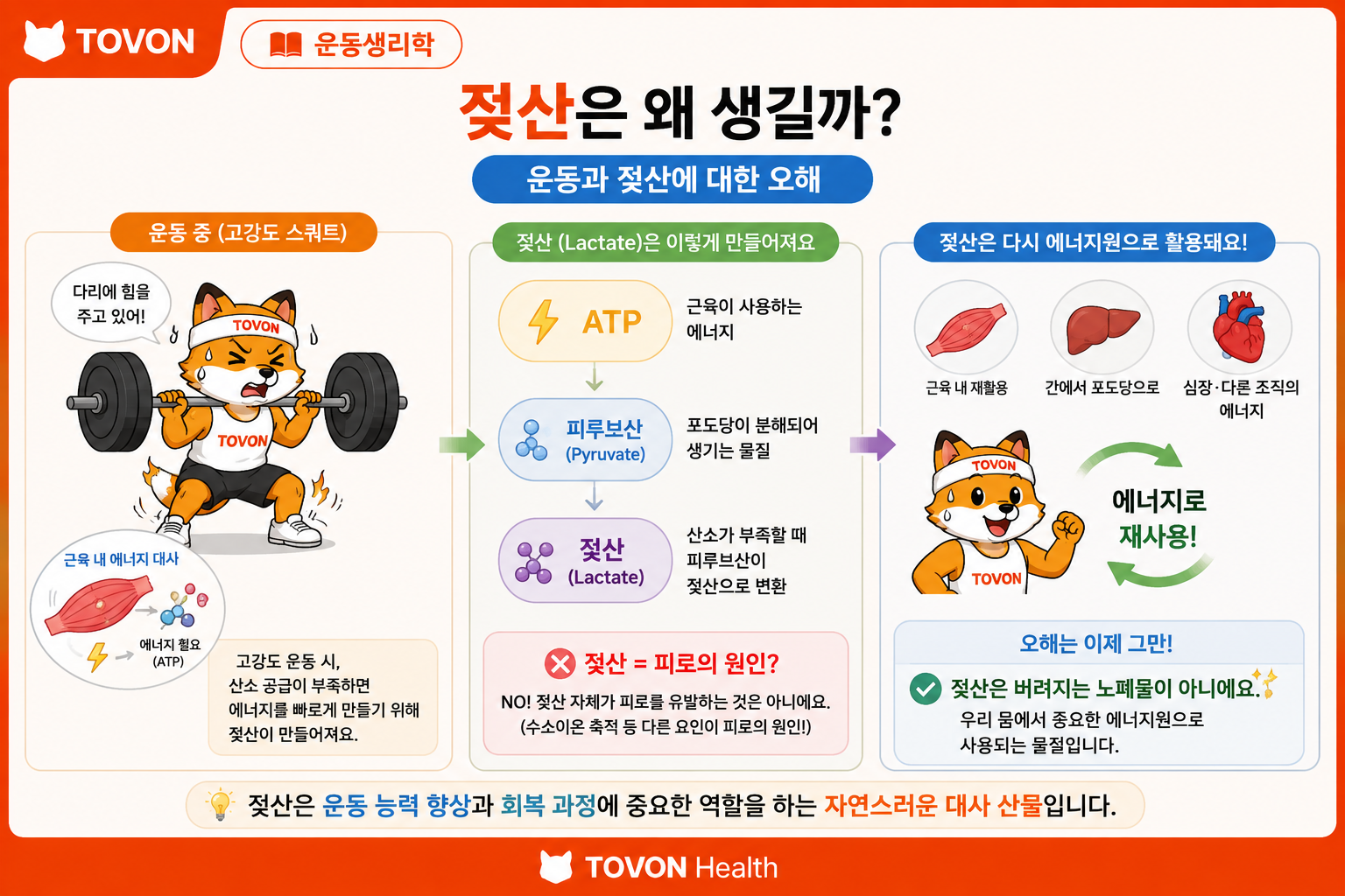 운동 중 젖산이 생성되고 다시 에너지원으로 활용되는 과정을 보여주는 일러스트