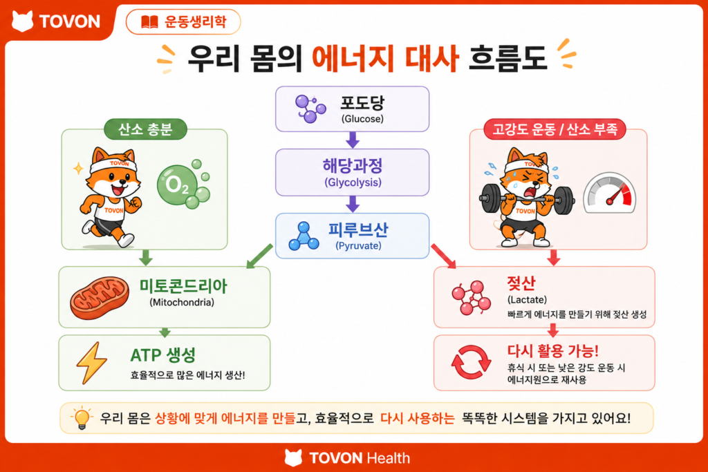 포도당이 해당과정을 거쳐 피루브산이 되고 젖산으로 전환되는 운동 중 에너지 대사 과정