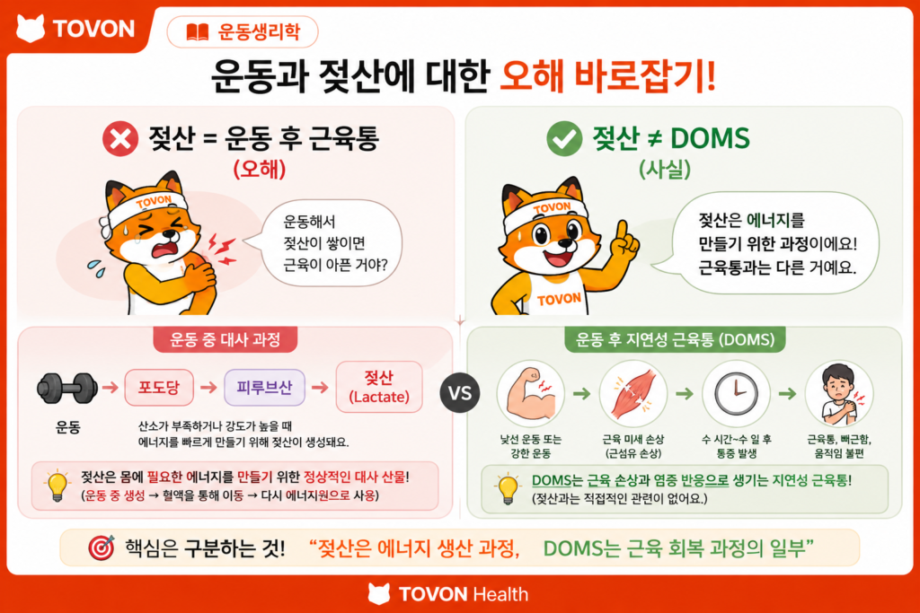 젖산이 운동 후 근육통을 직접 일으킨다는 오해와 실제 젖산의 역할을 비교한 인포그래픽
