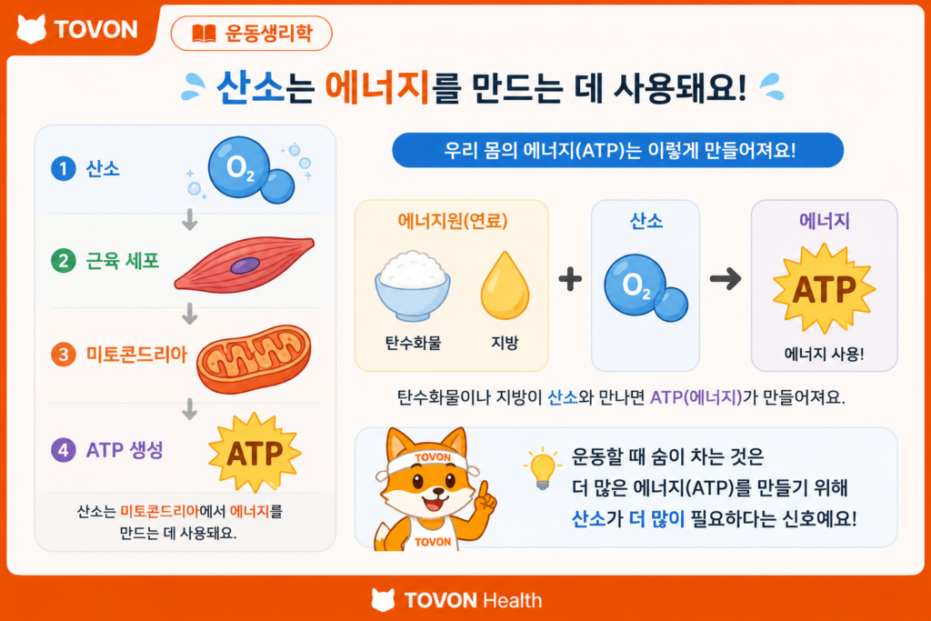 산소가 미토콘드리아에서 ATP 생성에 사용되는 과정