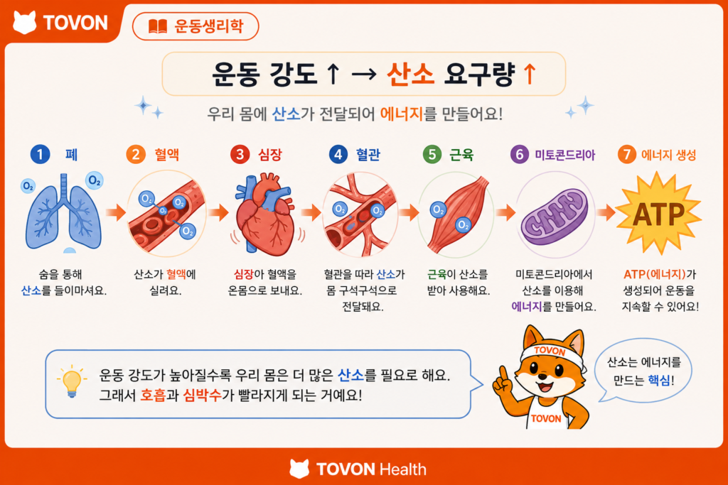 폐에서 혈액과 심장을 거쳐 근육까지 산소가 이동하는 과정