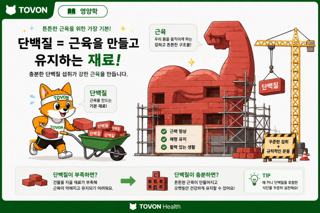 단백질이 근육을 만들고 유지하는 데 필요한 재료임을 보여주는 이미지