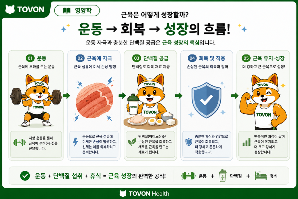 운동 후 단백질 섭취가 근육 회복과 적응을 돕는 과정을 보여주는 이미지