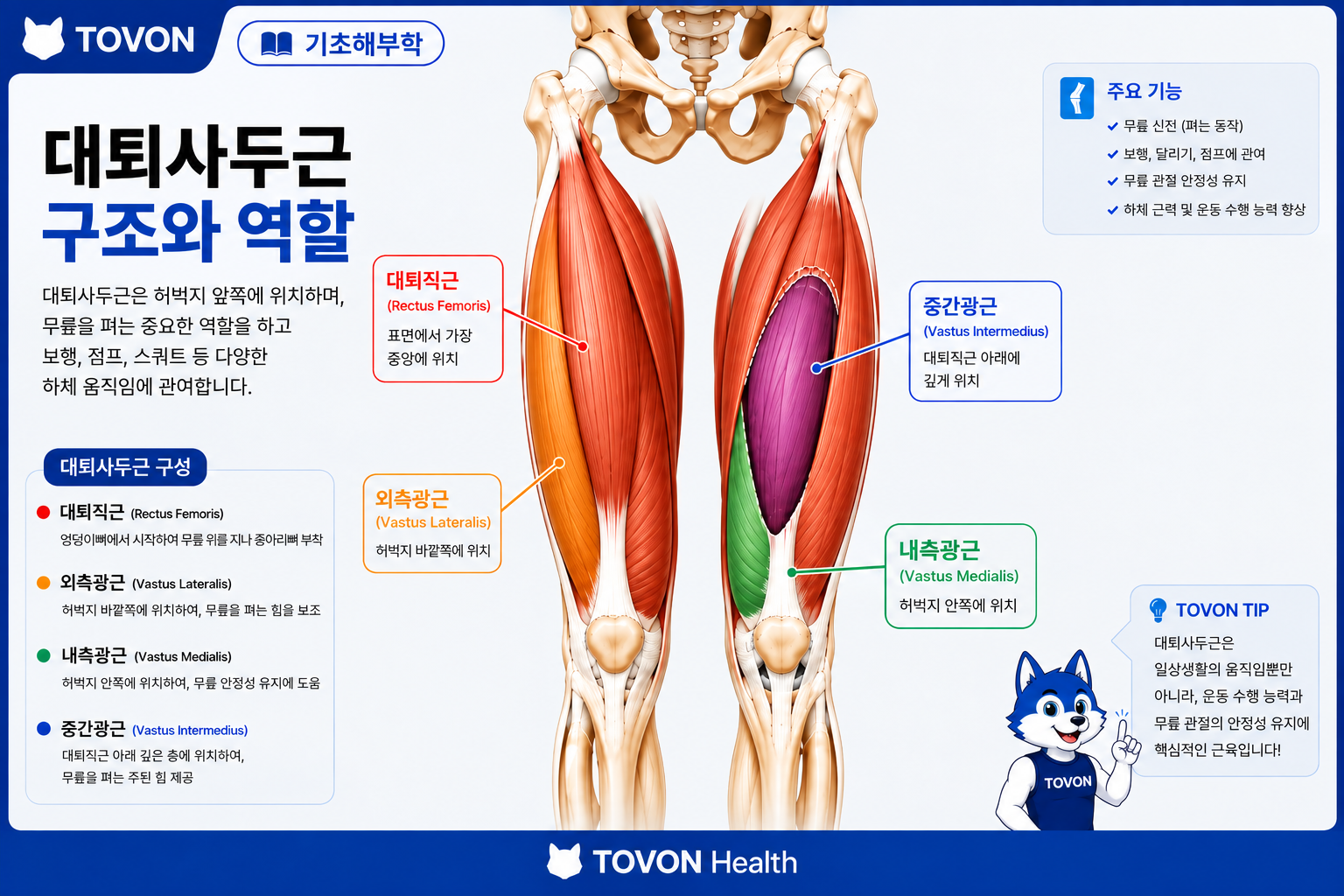 대퇴사두근의 해부학적 구조와 네 가지 근육 위치