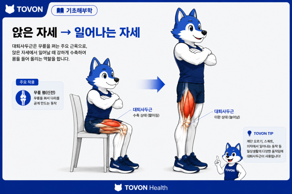 대퇴사두근이 무릎을 펴는 동작과 기능
