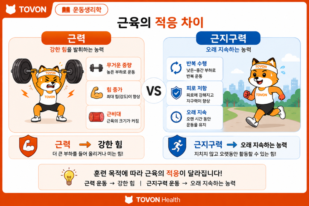 근력과 근지구력의 차이, 운동 효과는 어떻게 다를까? 근력 운동과 근지구력 운동의 주요 운동 효과 비교 이미지