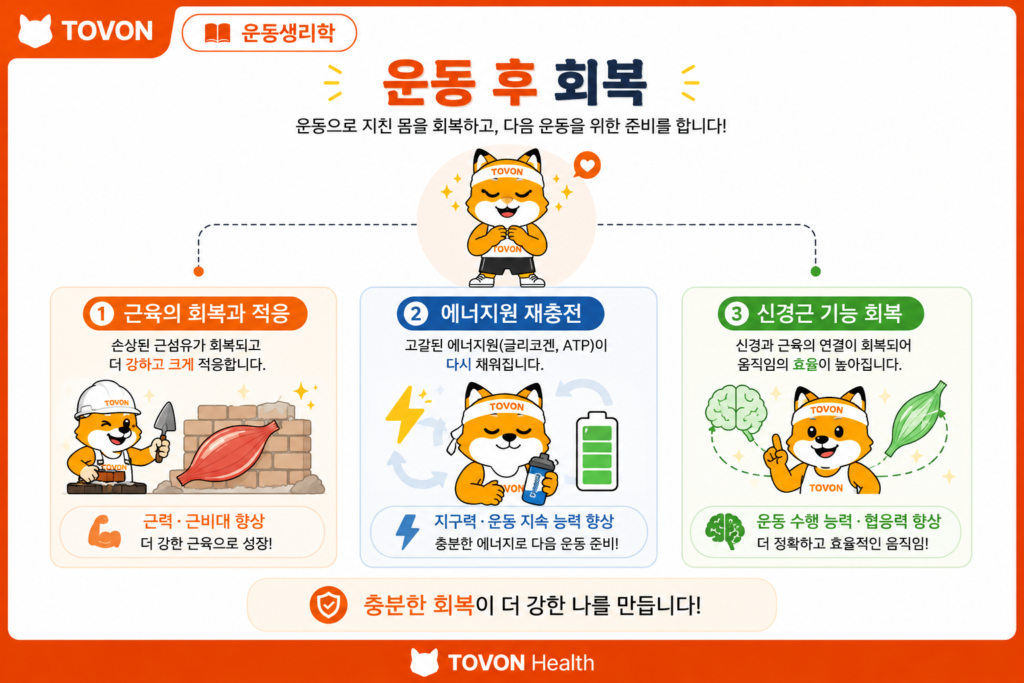 운동 후 근육 회복과 에너지원 재충전 및 신경근 기능 회복을 보여주는 이미지