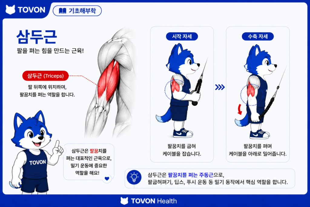 삼두근의 위치와 팔꿈치 폄 동작