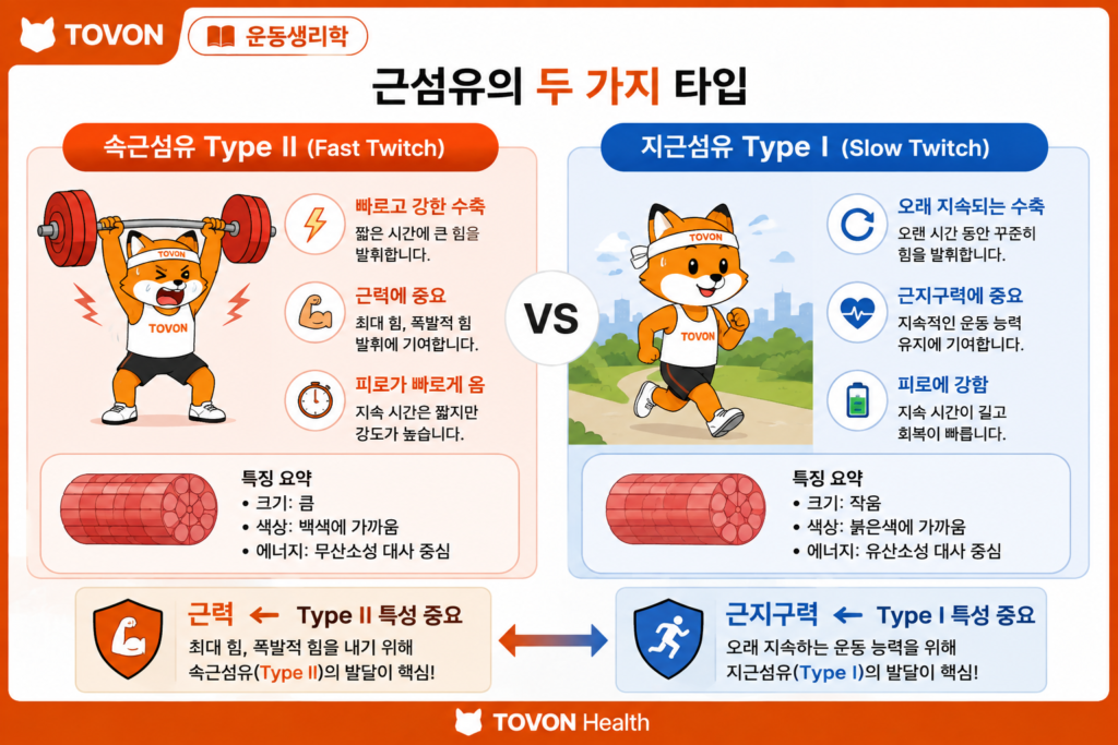 근력과 근지구력의 차이, 운동 효과는 어떻게 다를까? 속근섬유 Type II와 지근섬유 Type I의 특징을 비교한 이미지
