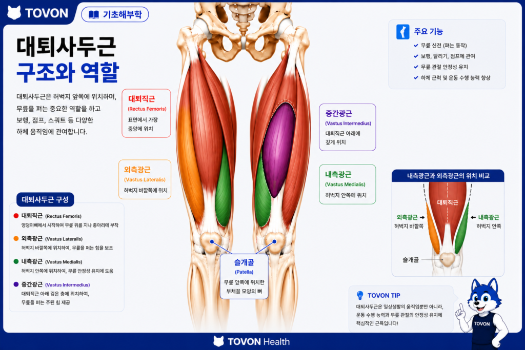 내측광근과 외측광근의 위치와 무릎뼈 주변 구조