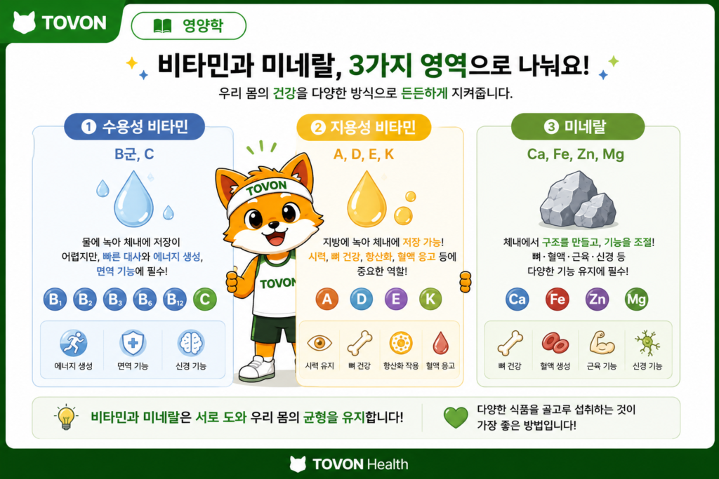 비타민과 미네랄은 왜 필요할까? 우리 몸에서 하는 역할 수용성 비타민, 지용성 비타민, 미네랄의 특징을 비교한 이미지
