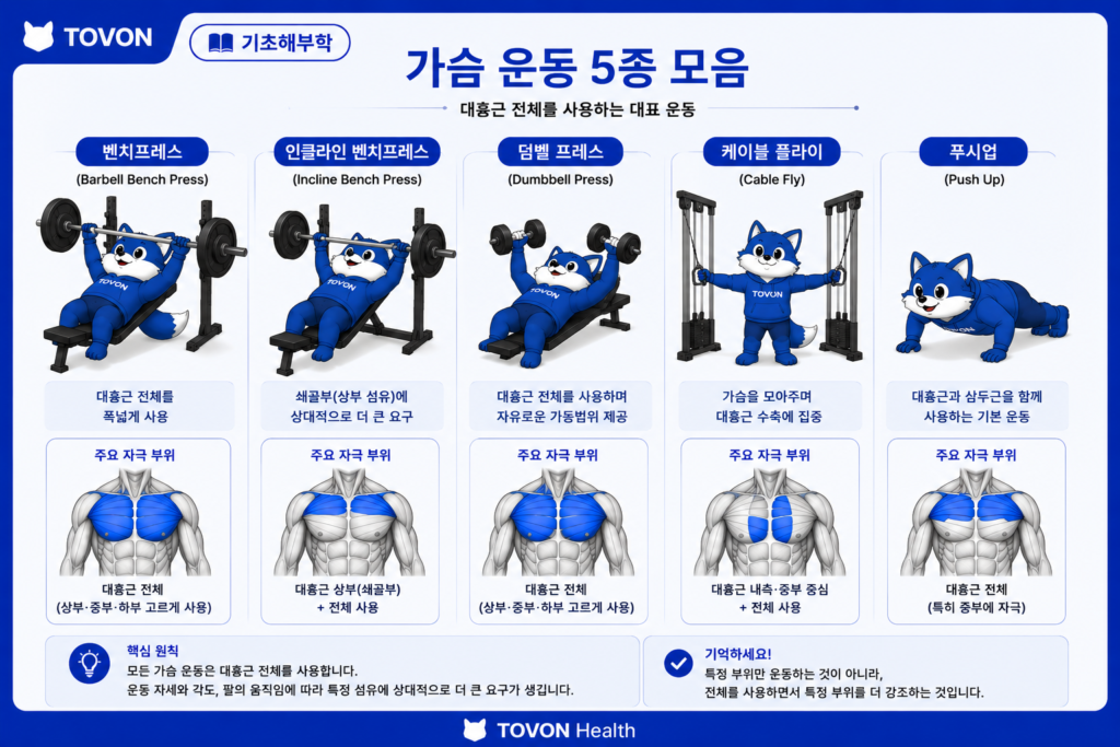 가슴 운동 5종 해부학 인포그래픽