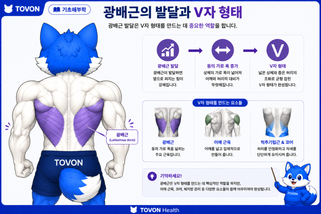 광배근이란? 등 근육의 구조와 역할 광배근 발달과 V자 형태의 등 근육