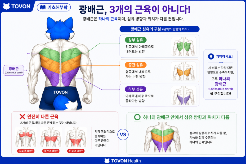 광배근이란? 등 근육의 구조와 역할 광배근 상부와 하부 섬유의 위치와 차이