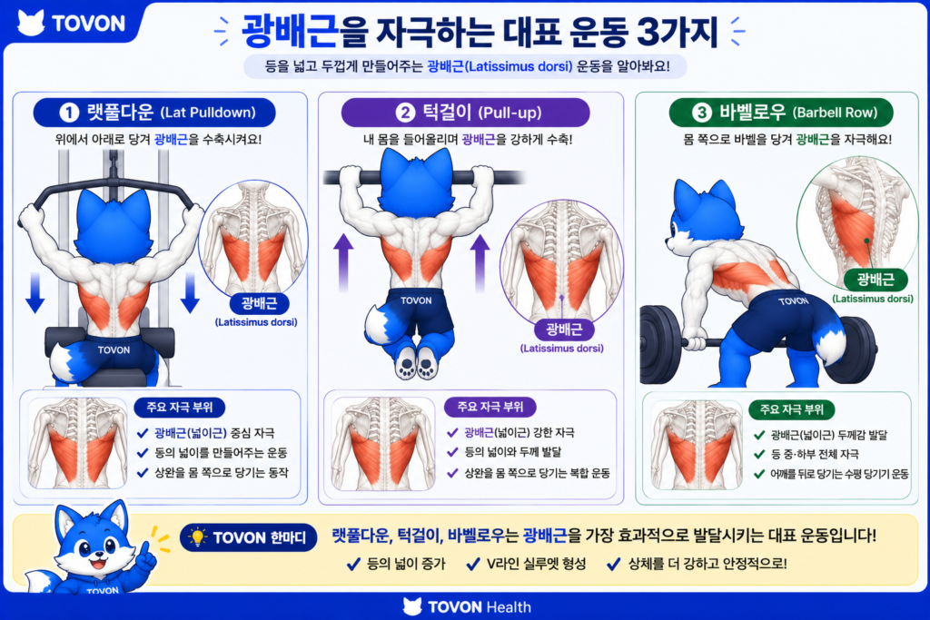광배근이란? 등 근육의 구조와 역할 랫풀다운 턱걸이 로우 등 광배근을 사용하는 운동