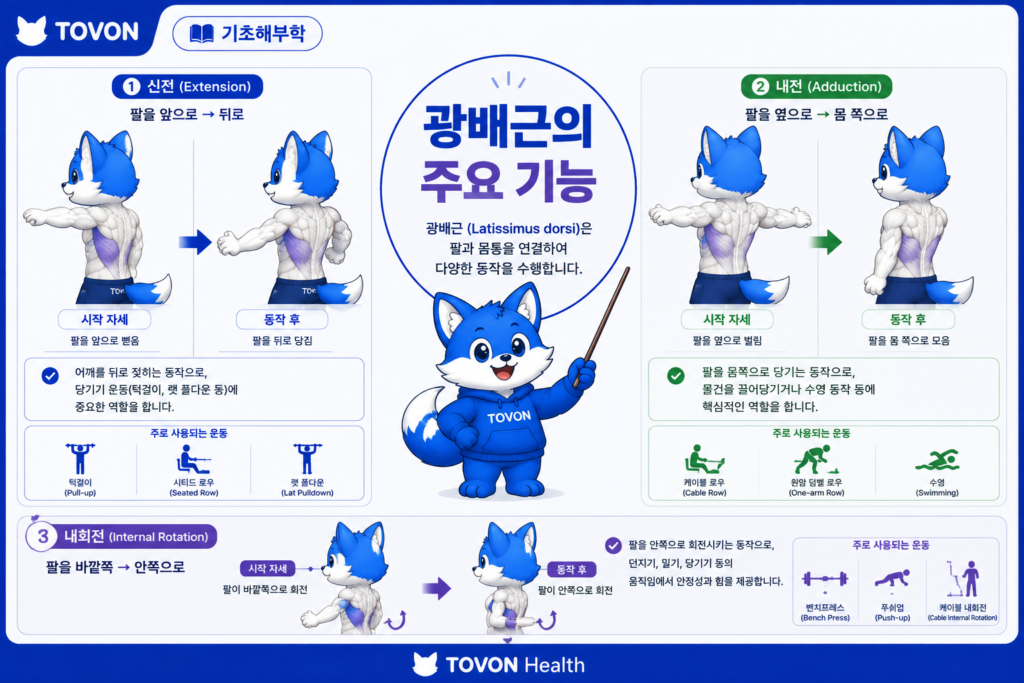 광배근이란? 등 근육의 구조와 역할 광배근의 신전 내전 내회전 기능