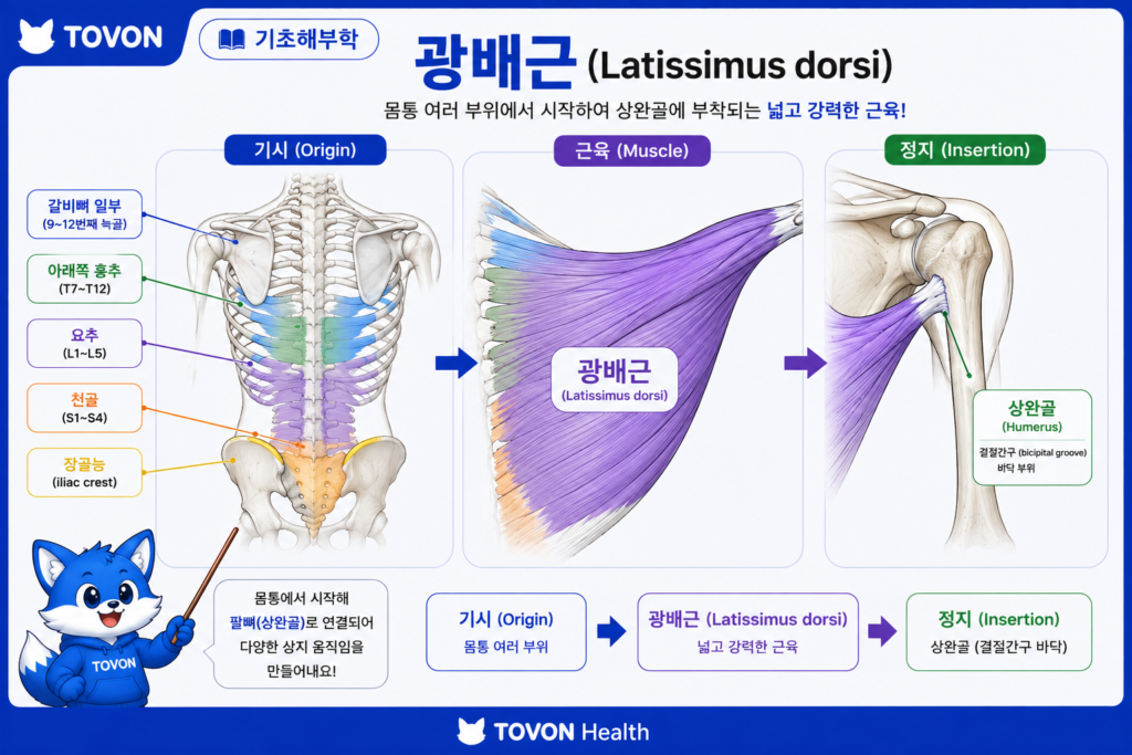 광배근이란? 등 근육의 구조와 역할 광배근의 기시와 상완골 정지 위치
